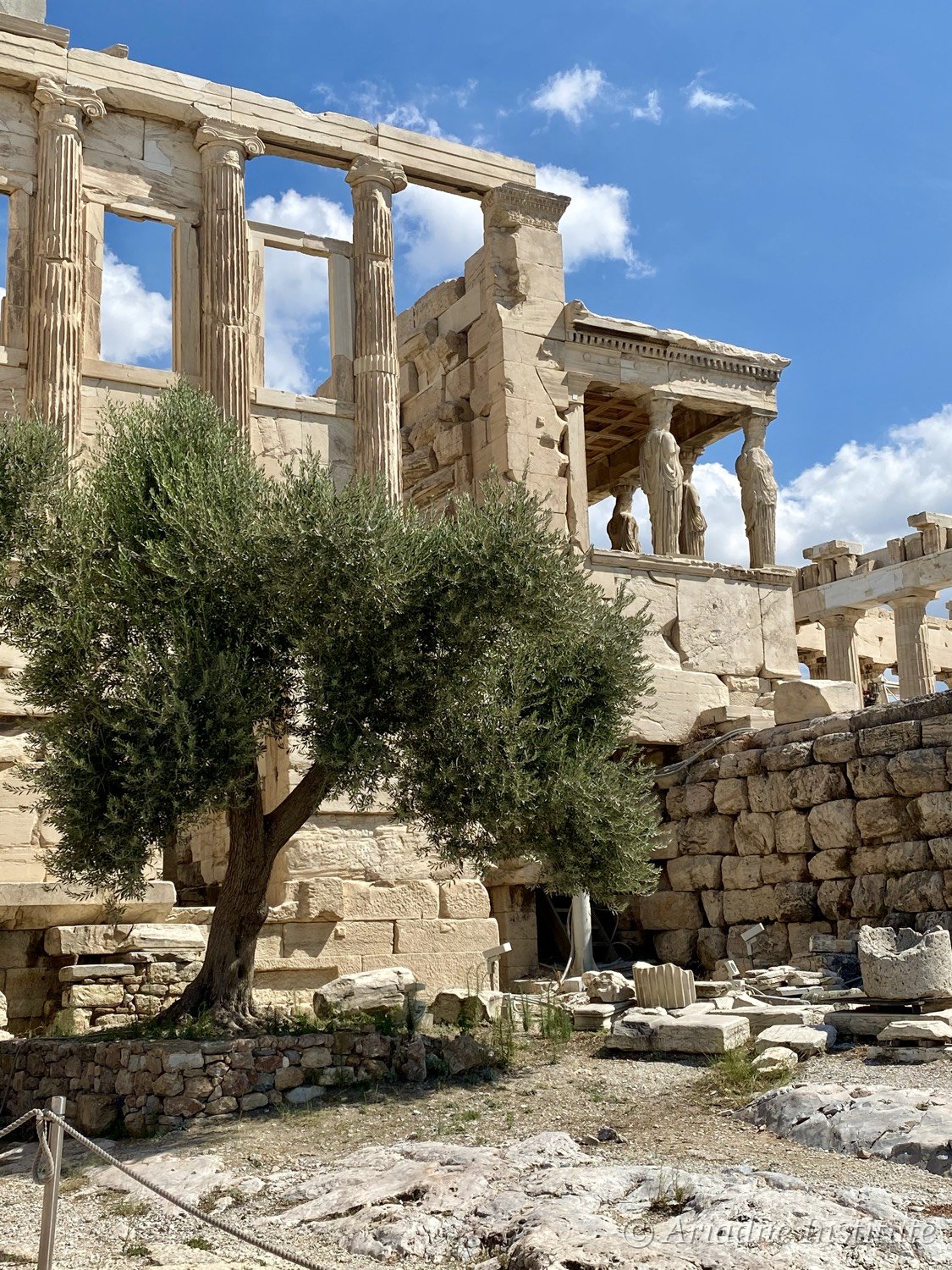 An olive tree before the Erechtheion and the Caryatid porch, Athens